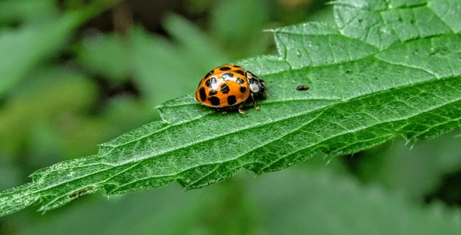 Uma joaninha com seu corpo vermelho e pintinhas pretas, ela está em cima de uma folha verde. Ao fundo a vegetação da floresta está desfocada.   A joianinha é usada para representar os bugs que encontramos nas aplicações